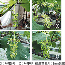 Thecri-SC_2